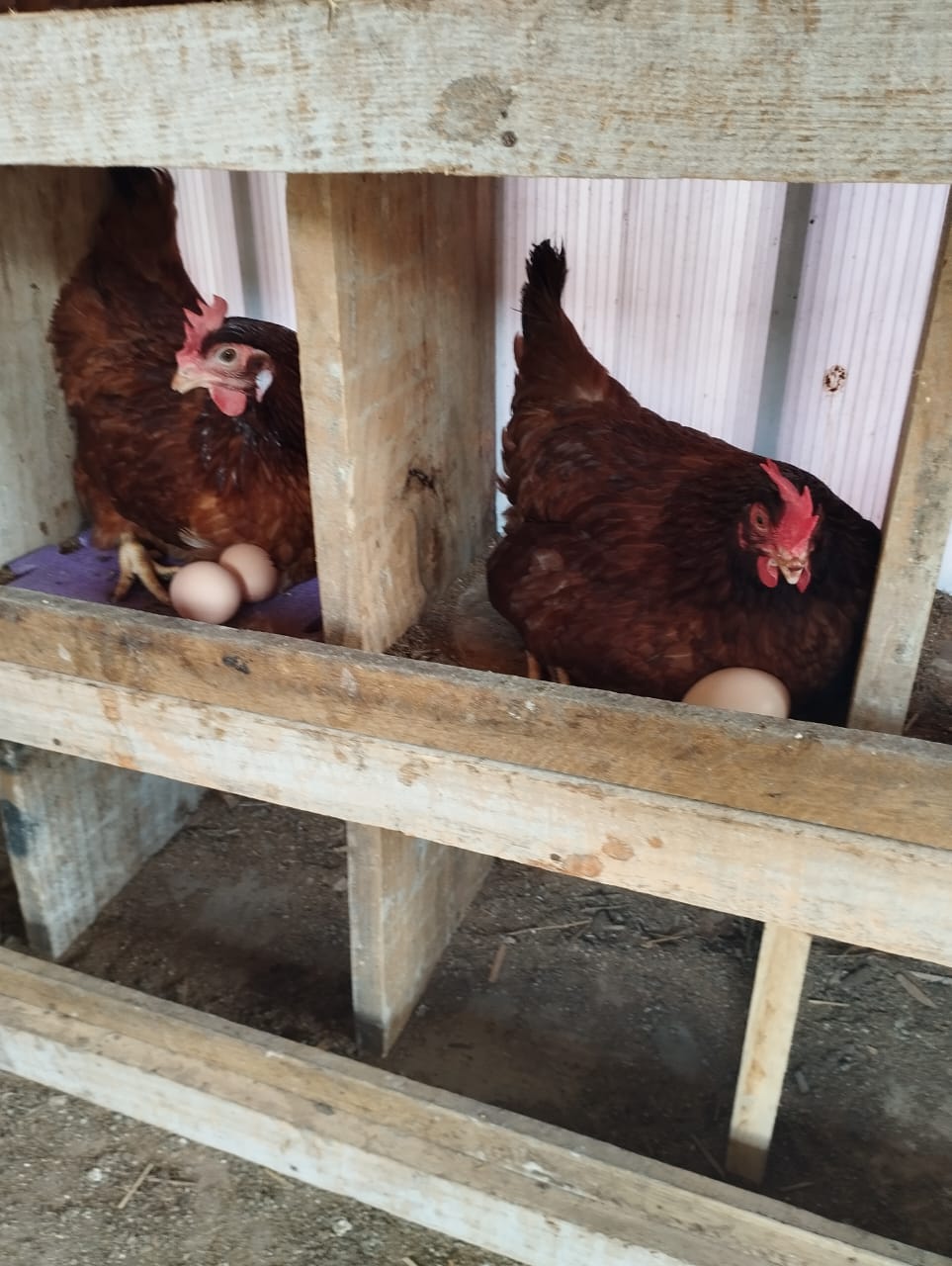 A MÉDICA VETERINÁRIA DO CIDASG, UIDEANE SOUZA, REALI...