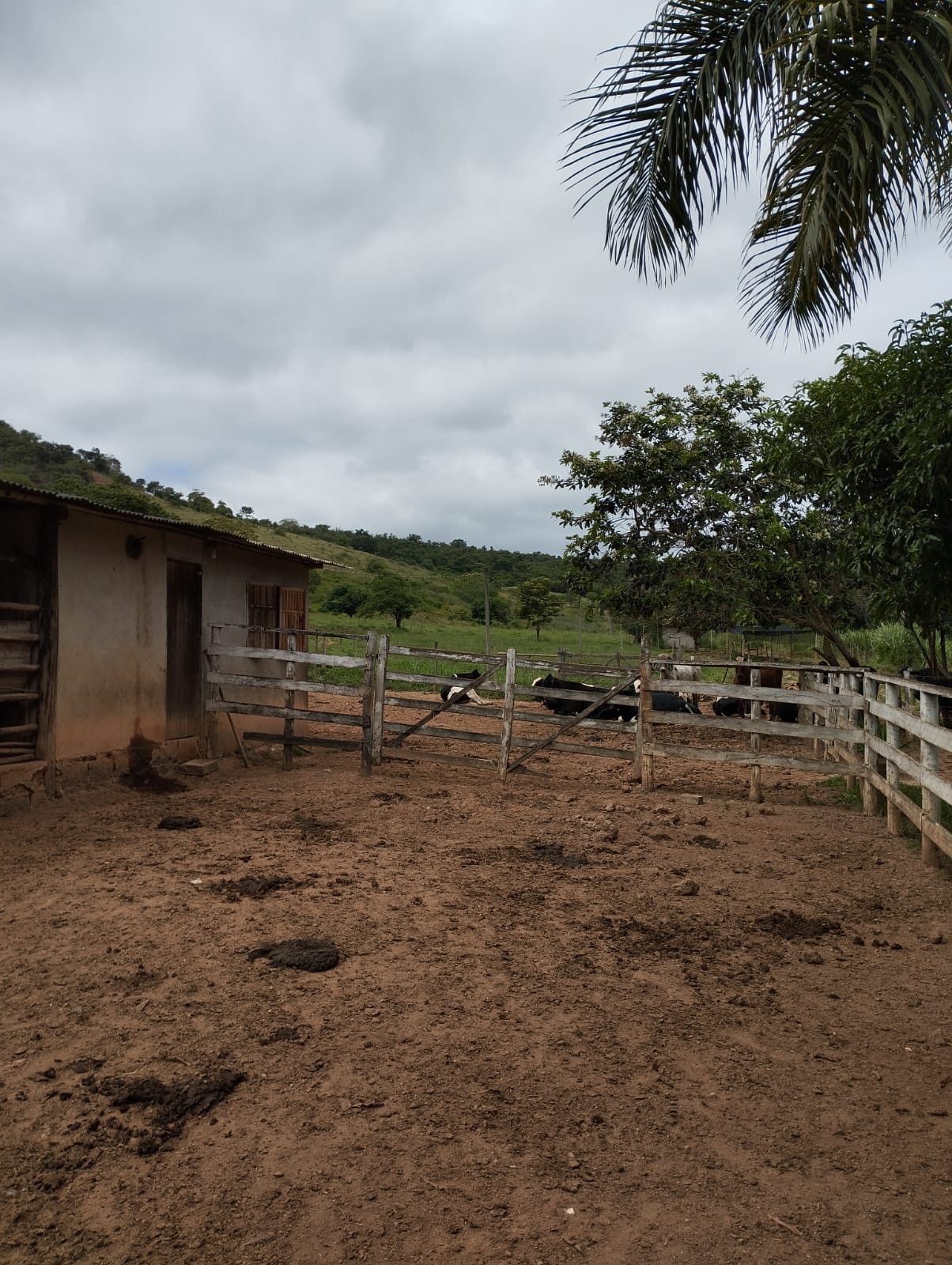 MÉDICA VETERINÁRIA DO CIDASG REALIZOU VISITA AOS PRO...