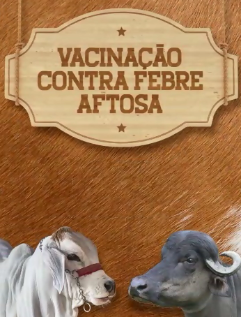 VACINAÇÃO CONTRA FEBRE AFTOSA